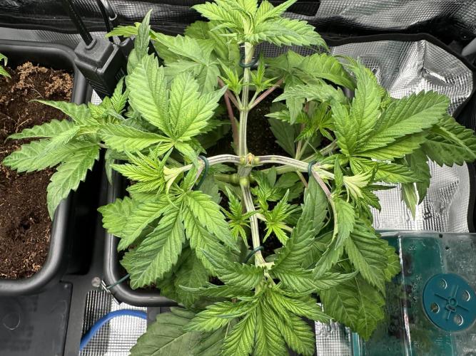 Papaya Cooler 😎. Week 4