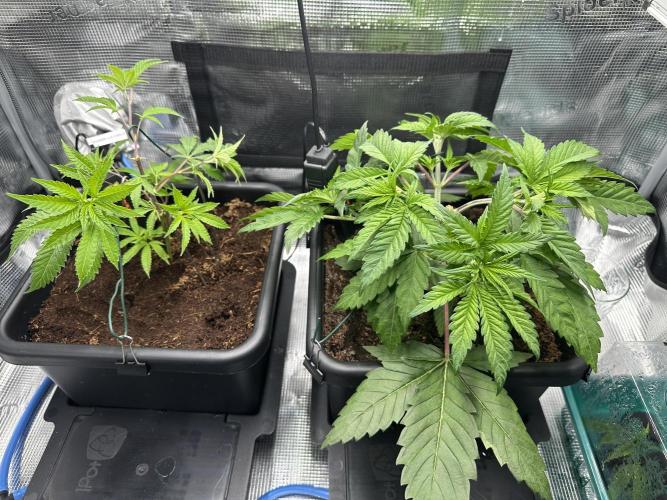 Papaya Cooler 😎. Week 4