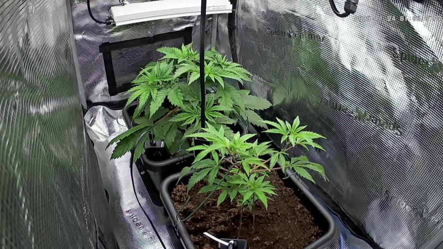 Papaya Cooler 😎. Week 4