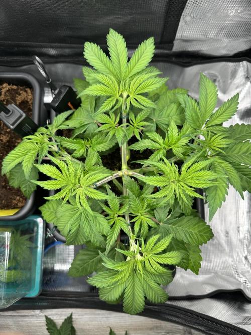 Papaya Cooler 😎. Week 4