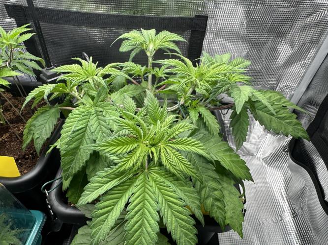 Papaya Cooler 😎. Week 4