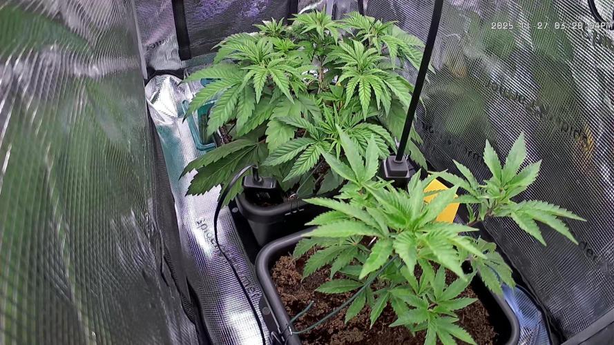 Papaya Cooler 😎. Week 4