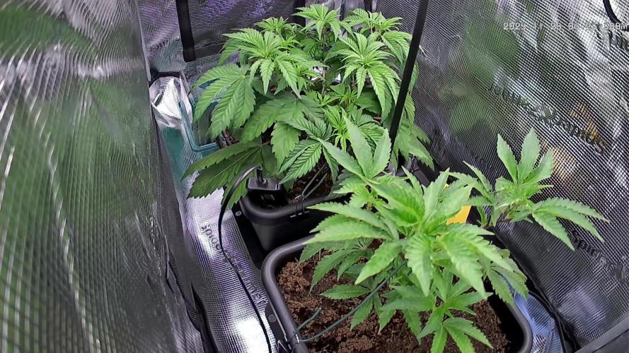 Papaya Cooler 😎. Week 5