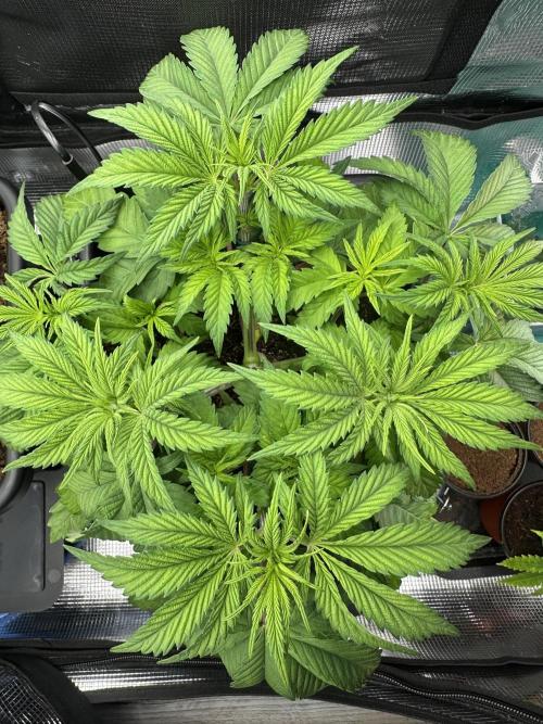 Papaya Cooler 😎. Week 5