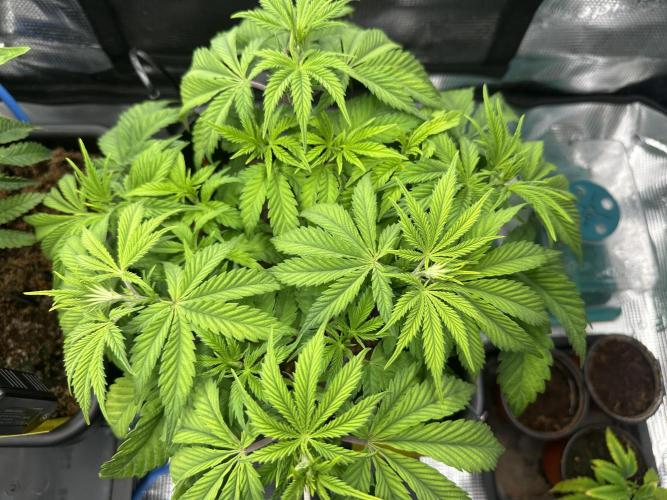 Papaya Cooler 😎. Week 5