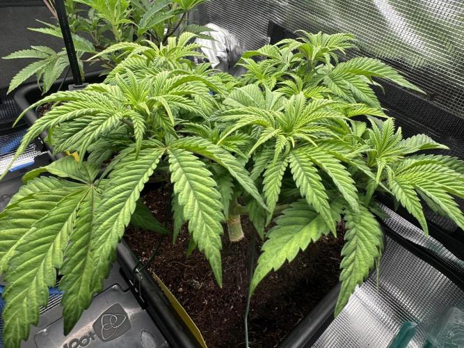 Papaya Cooler 😎. Week 5