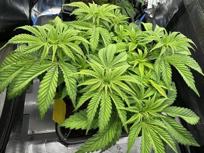 Papaya Cooler 😎. Week 5