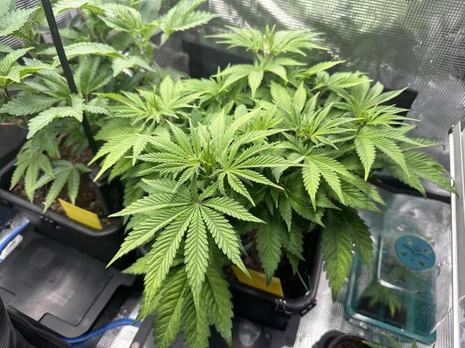 Papaya Cooler 😎. Week 5