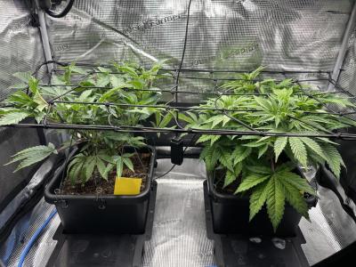 Comment by aldewo photo #1