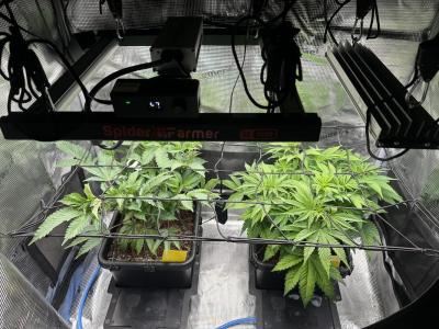 Comment by aldewo photo #2