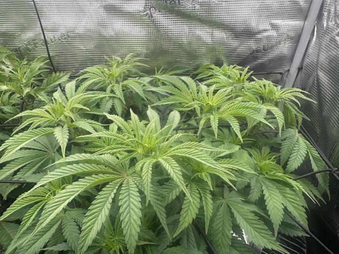 Papaya Cooler 😎. Week 6