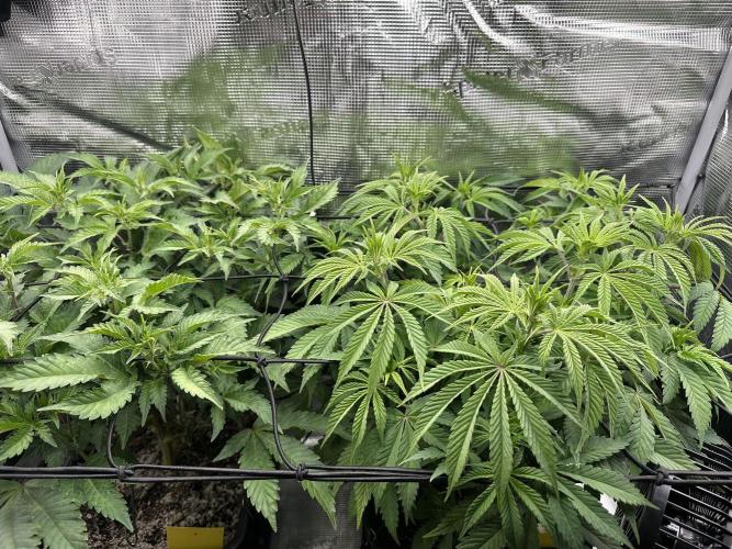 Papaya Cooler 😎. Week 6