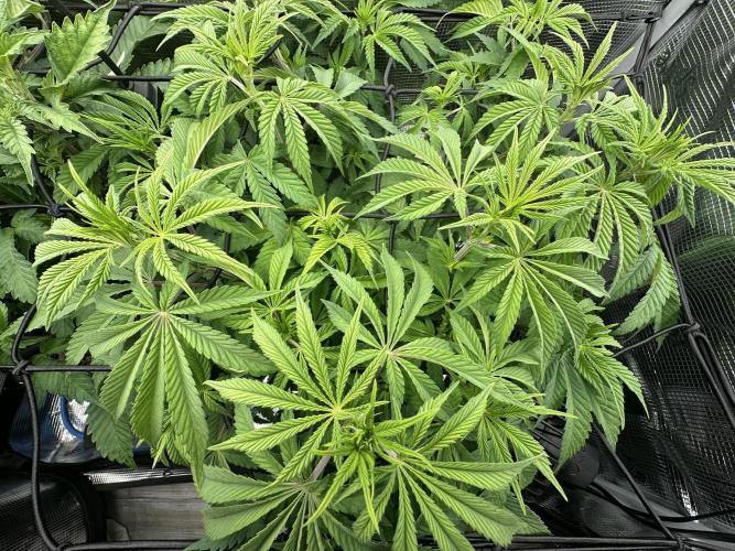 Papaya Cooler 😎. Week 6