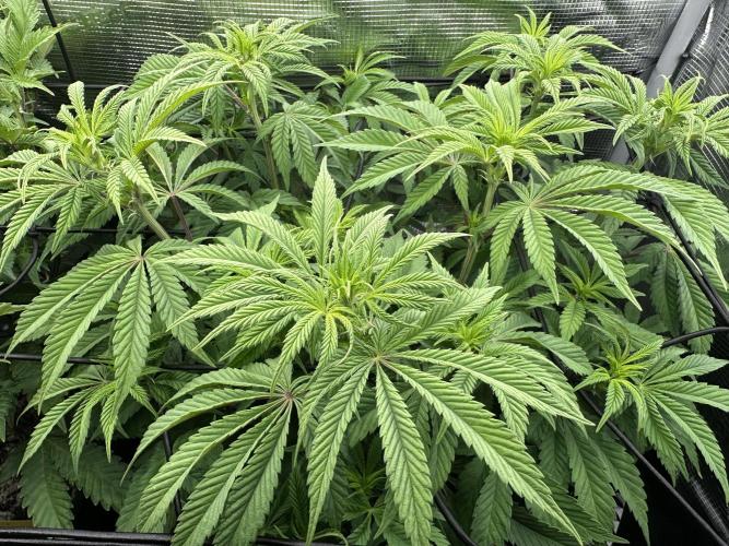 Papaya Cooler 😎. Week 6