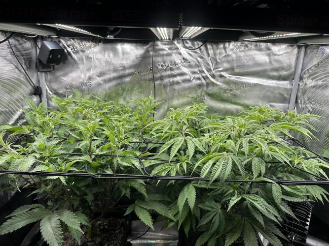 Papaya Cooler 😎. Week 6