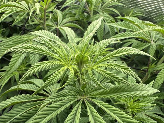 Papaya Cooler 😎. Week 6