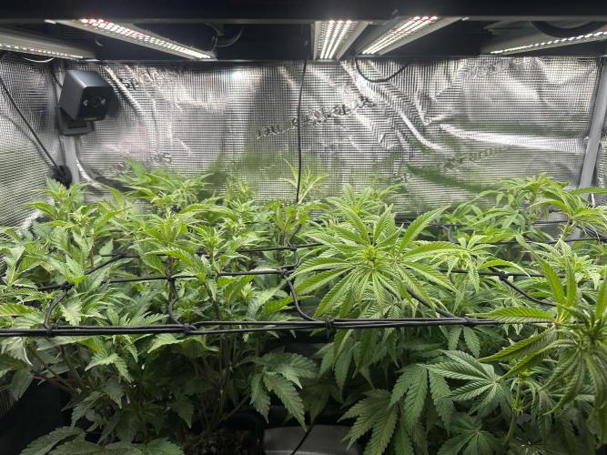 Papaya Cooler 😎. Week 7