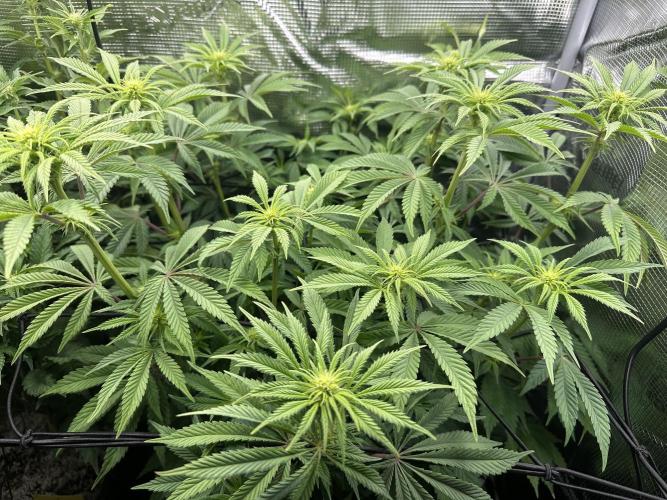 Papaya Cooler 😎. Week 7