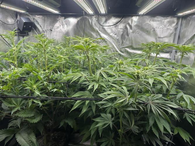 Papaya Cooler 😎. Week 7