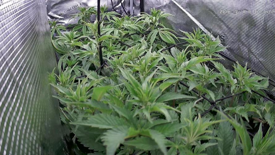 Papaya Cooler 😎. Week 7