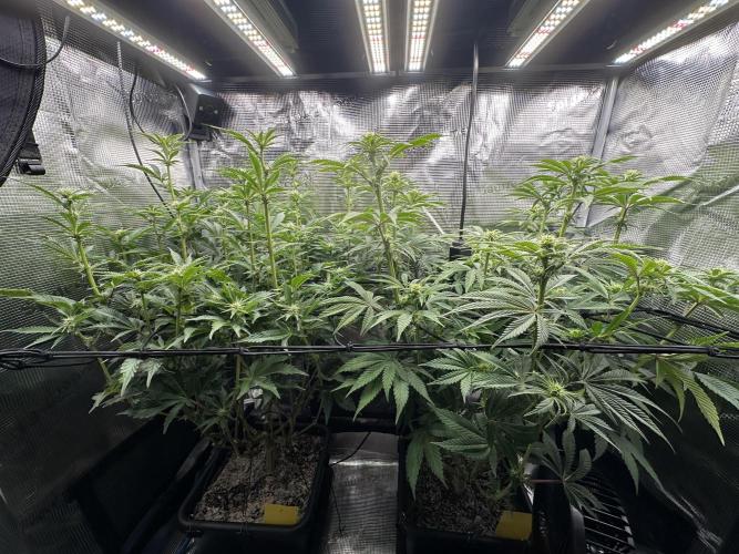 Papaya Cooler 😎. Week 8