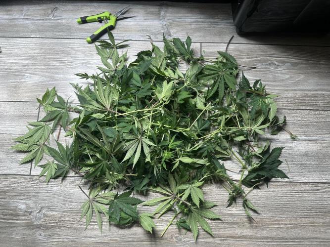 Papaya Cooler 😎. Week 8