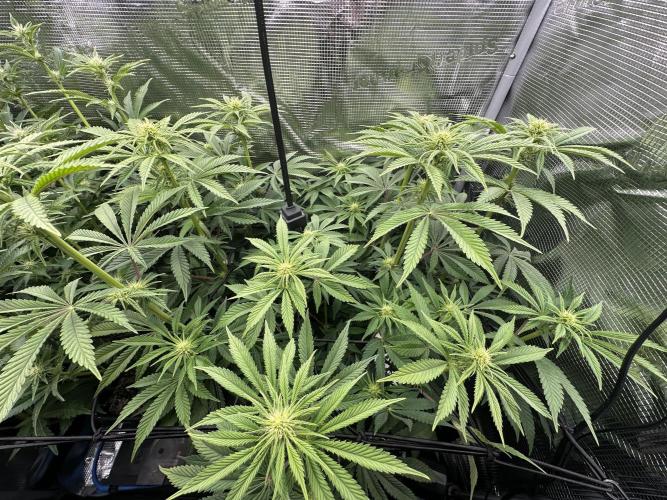 Papaya Cooler 😎. Week 8