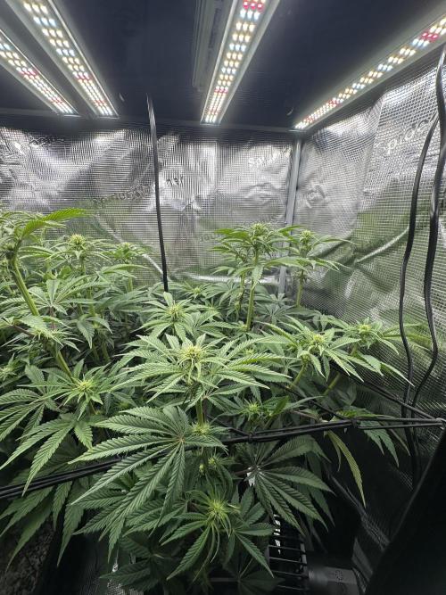 Papaya Cooler 😎. Week 8