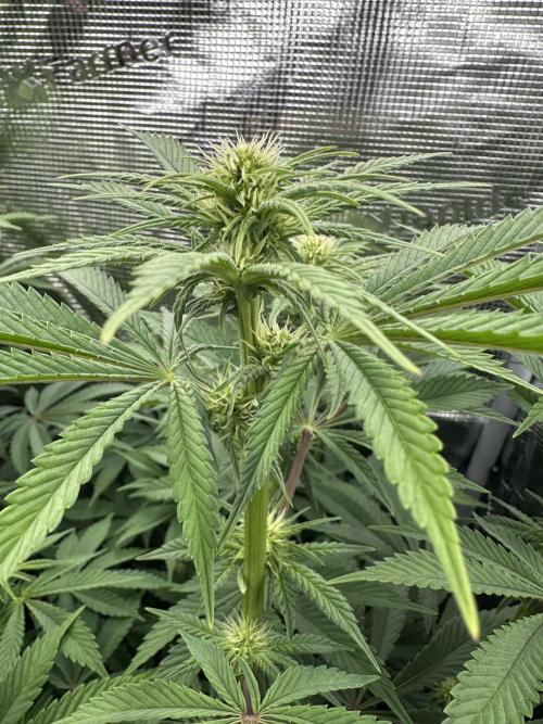 Papaya Cooler 😎. Week 8