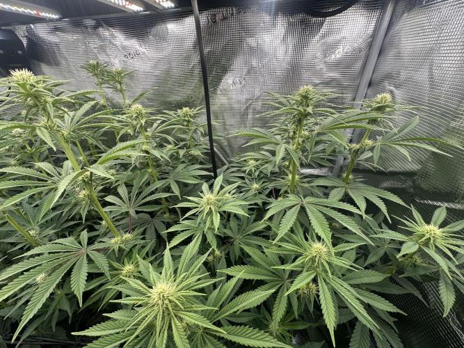 Papaya Cooler 😎. Week 9