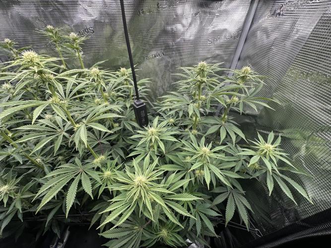 Papaya Cooler 😎. Week 9