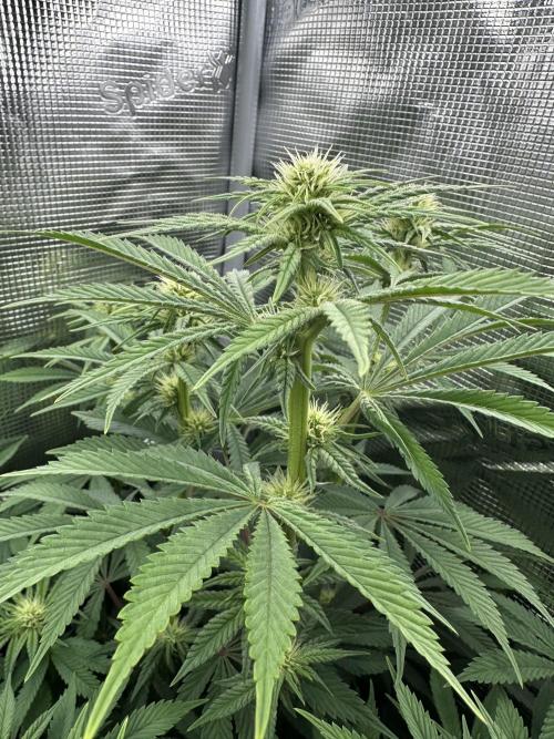 Papaya Cooler 😎. Week 9