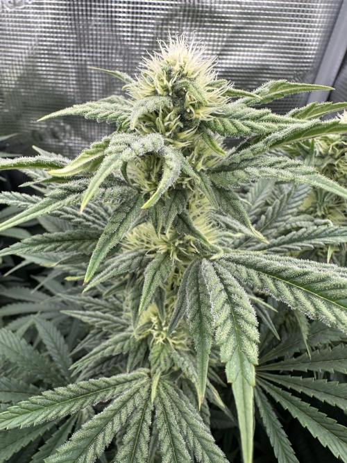 Papaya Cooler 😎. Week 10