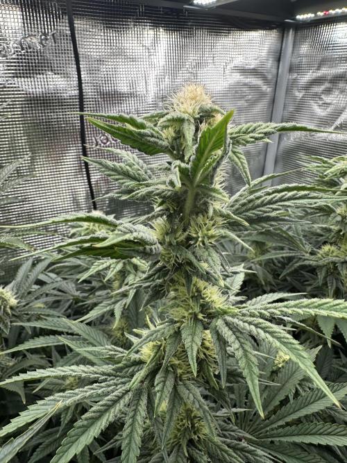 Papaya Cooler 😎. Week 10