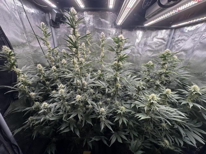 Papaya Cooler 😎. Week 10