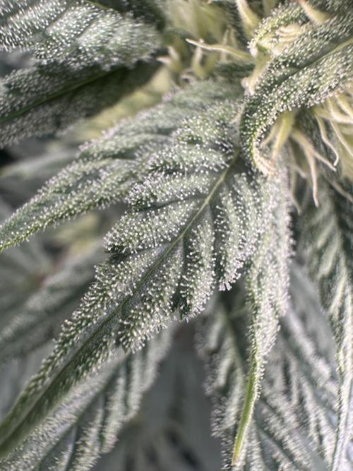 Papaya Cooler 😎. Week 10