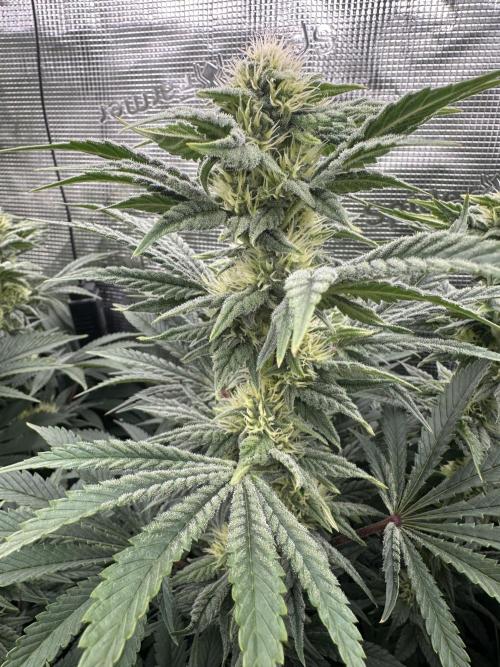 Papaya Cooler 😎. Week 10