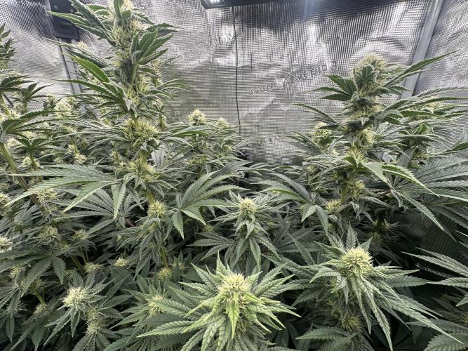 Papaya Cooler 😎. Week 10