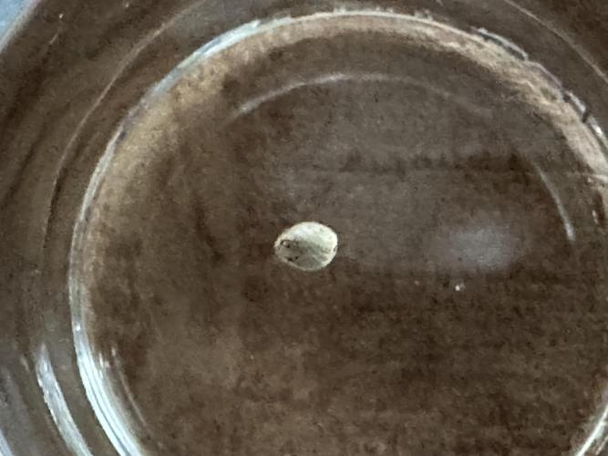 Sticky Broccoli 🥦  Eternity Grow Cup. Week 0