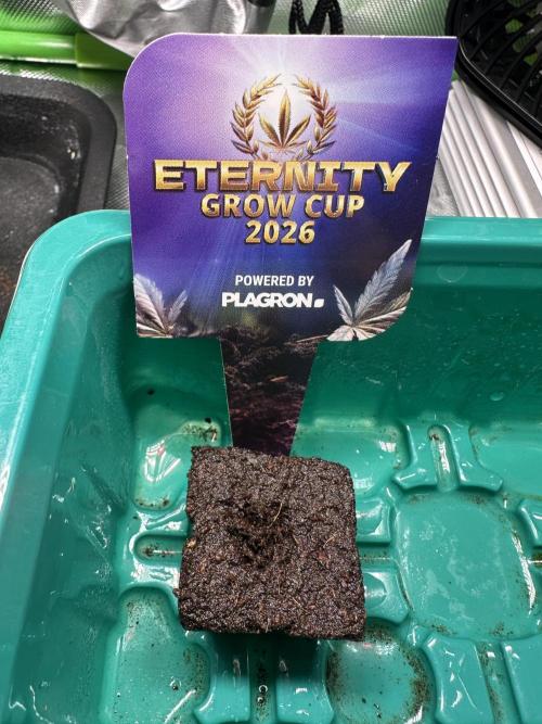 Sticky Broccoli 🥦  Eternity Grow Cup. Week 0