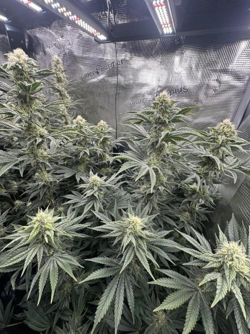 Papaya Cooler 😎. Week 11