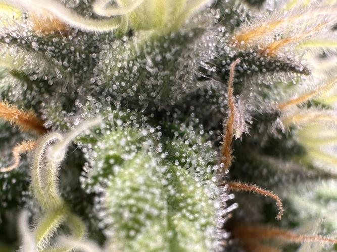 Papaya Cooler 😎. Week 11