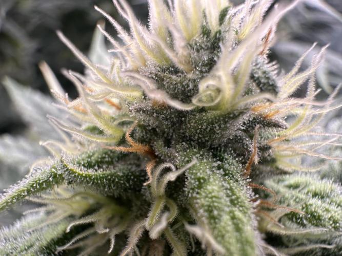 Papaya Cooler 😎. Week 11