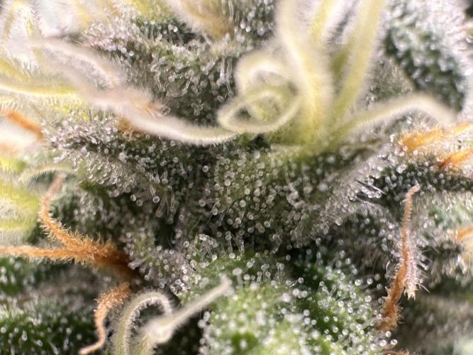 Papaya Cooler 😎. Week 11