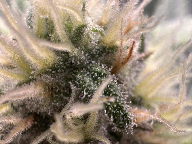 Papaya Cooler 😎. Week 11