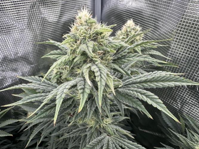 Papaya Cooler 😎. Week 11