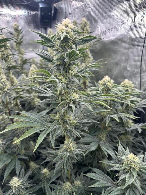 Papaya Cooler 😎. Week 11