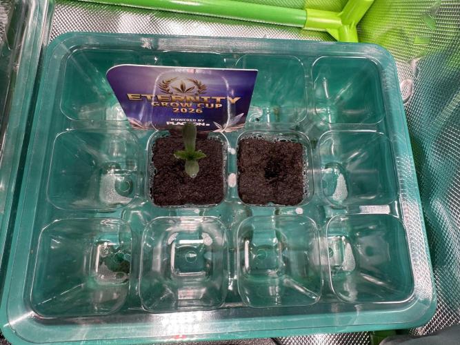 Sticky Broccoli 🥦  Eternity Grow Cup. Week 1