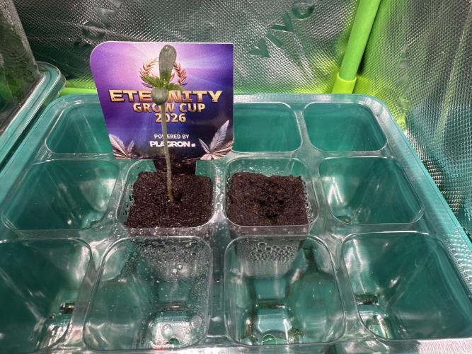 Sticky Broccoli 🥦  Eternity Grow Cup. Week 1