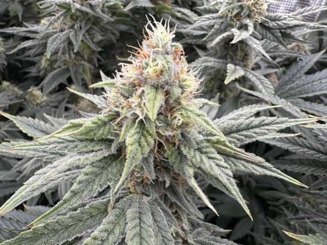 Papaya Cooler 😎. Week 12